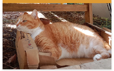 Bilan comportemental pour le chat + suivi