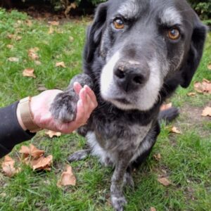Comportementaliste canin, félin Ardèche